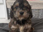 Puppy