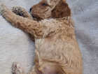 Puppy
