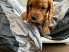 puppy