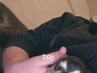 puppy