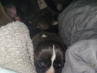 puppy