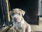 Puppy