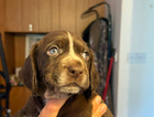 puppy