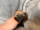 Puppy