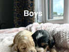 Puppy
