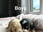 puppy