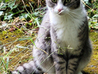 Figaro