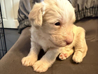 puppy