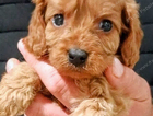puppy