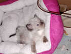 Kitten