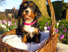 puppy