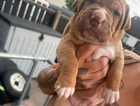 puppy