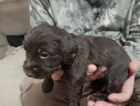 puppy