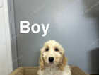 Puppy