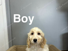 puppy