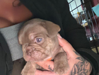 puppy