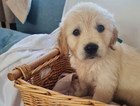 puppy