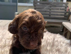 puppy