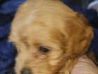 Puppy