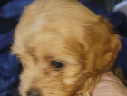 puppy