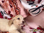 Puppy
