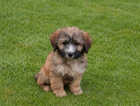 Puppy