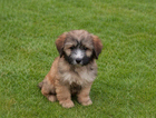 puppy