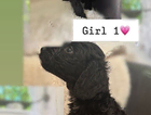 puppy