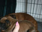 Puppy
