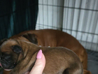 puppy