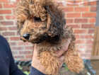Puppy