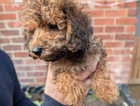 puppy
