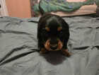 Puppy