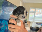 puppy