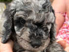 Puppy