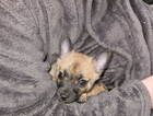 puppy