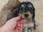 Puppy