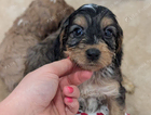 puppy