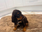 puppy