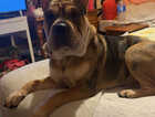 Puppy