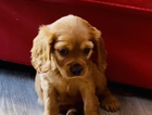 puppy