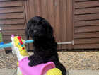 Puppy