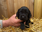 puppy
