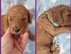 Puppy