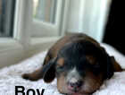 Puppy