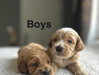 puppy