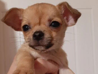 puppy