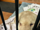 puppy