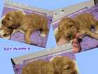 Puppy