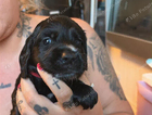 puppy